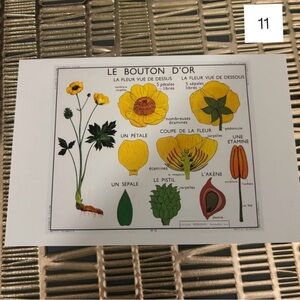French Language Single Postcard Art Print - Vintage Botany - Button Nose 11